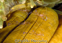 North sulawesi,nikon d70 60 mm macro by Puddu Massimo 